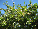 Manzanos en Sobreablines